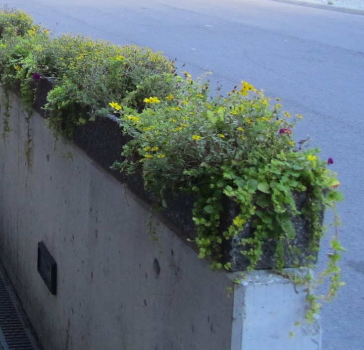 Kuva tuotteesta Piharuukku kantikas KB1015, Kuva 1