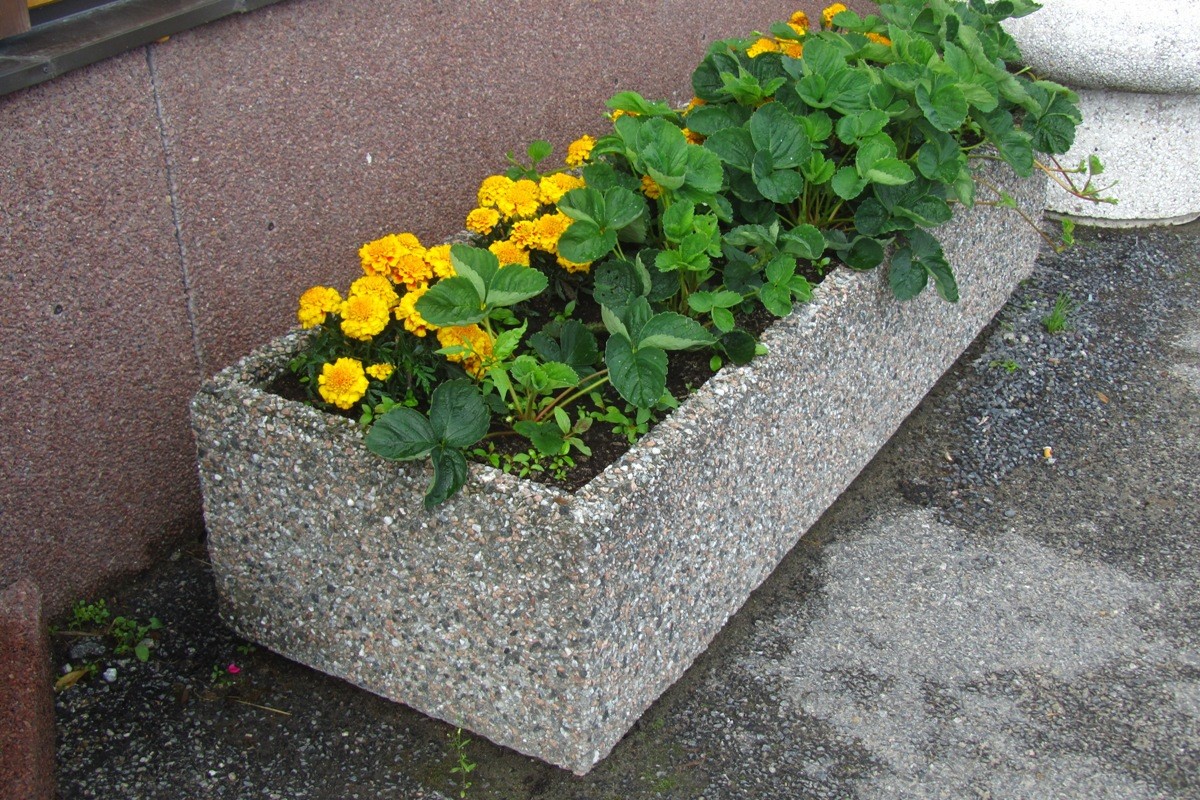 Kuva tuotteesta Piharuukku kantikas KB1018, Kuva 1